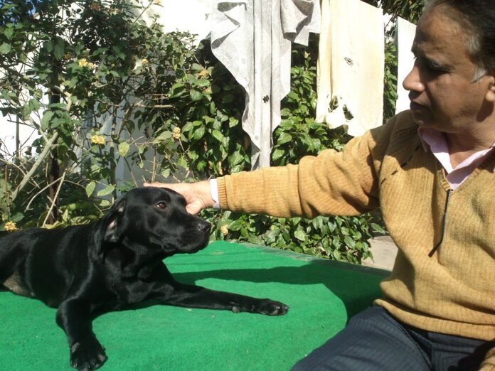 Dogs with Canine Distemper Virus (CDV): Symptoms, Treatment, and Care