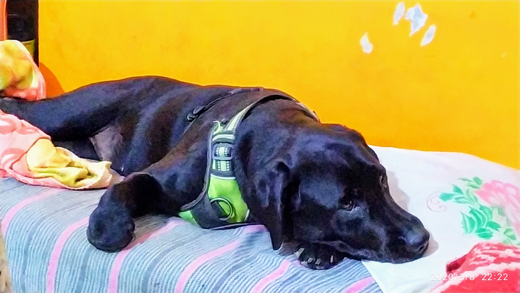 ruby the good dog