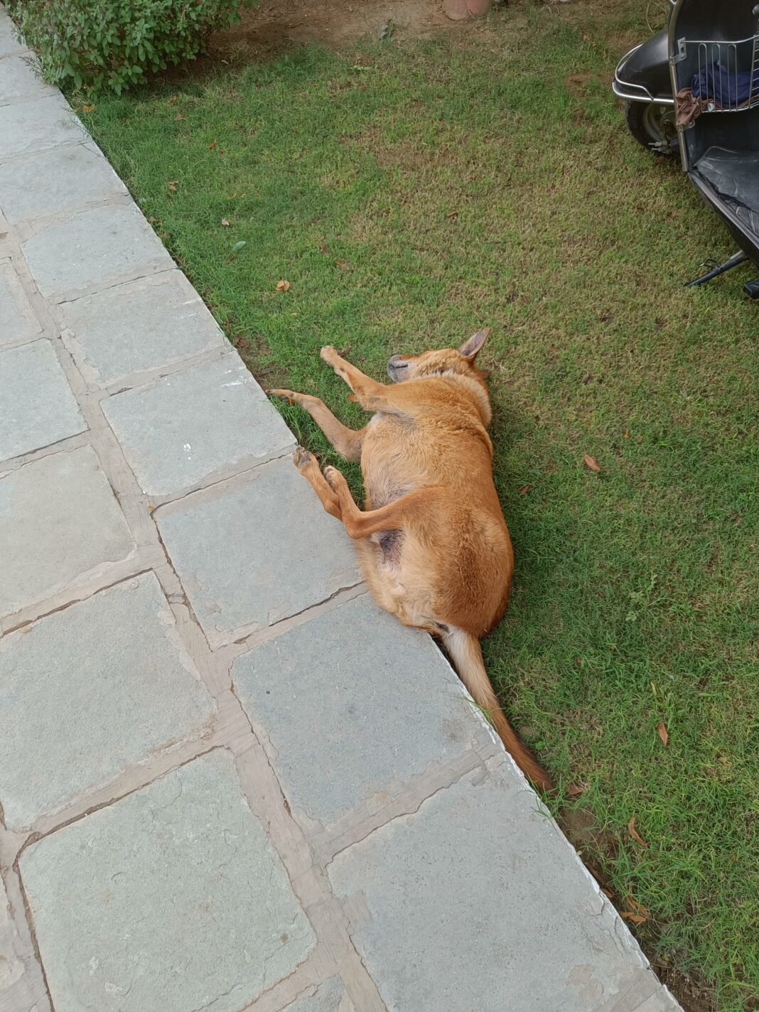 Common, Cheap Medicines for Stray Dogs Diseases in India