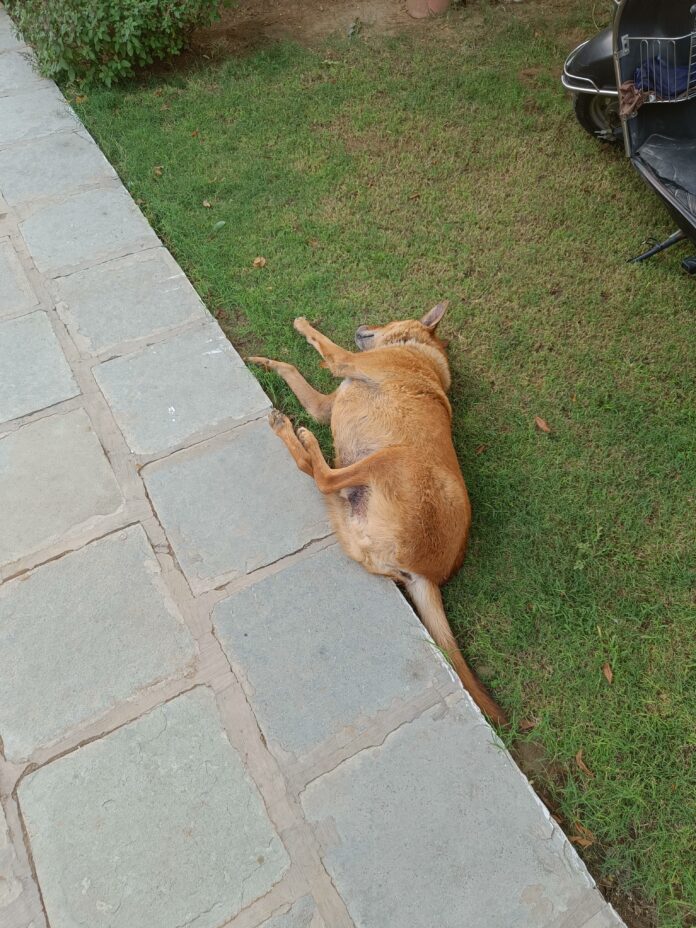 Common, Cheap Medicines for Stray Dogs Diseases in India